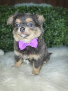 CHIHUAHUA PELO LONGO MACHO