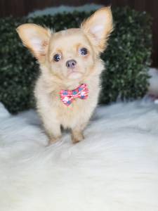 CHIHUAHUA PELO LONGO MACHO