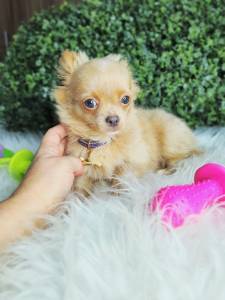 CHIHUAHUA PELO LONGO MACHO