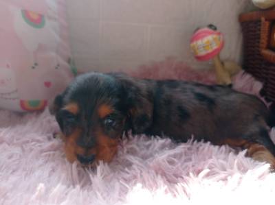 dachshund-teckel  filhote arlequim