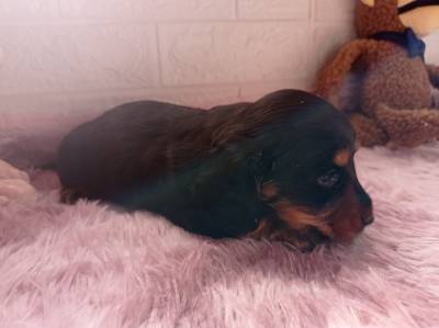 dachshund-teckel  filhotes black and tan femea