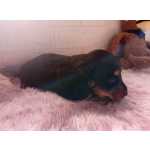 Dachshund dachshund-teckel  filhotes black and tan femea Paran So Jos Dos Pinhais