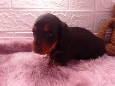 dachshund-teckel  filhotes black and tan femea