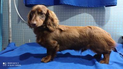 dachshund-teckel  filhotes black and tan femea