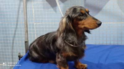 dachshund-teckel  filhotes black and tan femea