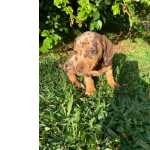 Dachshund DACHSHUND ANO CURTO PRETO E CANELA E ARLEQUIM