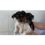 Fox Paulistinha FOX PAULISTINHA LINDOS FILHOTES