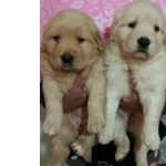 Golden Retriever GOLDEN RETRIEVER LINDOS FILHOTES