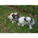 Lhasa Apso LHASA APSO LINDOS FILHOTES