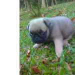 Pug PUG LINDOS FILHOTES