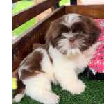 Shih-tzu SHIH TZU LINDOS FILHOTES