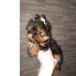 Yorkshire Terrier YORKSHIRE LINDOS FILHOTES