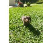 Dachshund FILHOTES DE BASSET TECKEL FMEA So Paulo Granja Viana