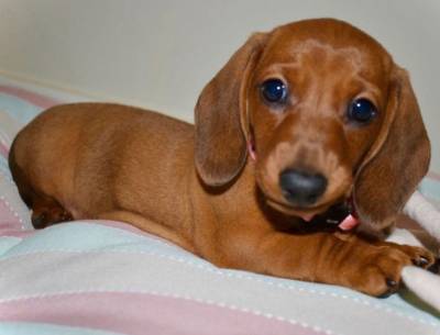 FILHOTES DE BASSET TECKEL FMEA DOURADA