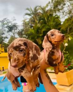 FILHOTE DE BASSET TECKEL MACHO ALERQUIN