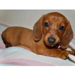 Dachshund FILHOTE DE BASSET TECKEL FMEA DOURADA So Paulo Cotia