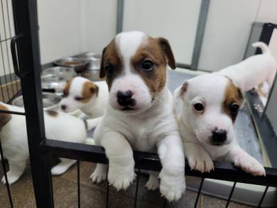 Cachorrinhos Jack Russell Terrier Cachorrinhos Jack Russell Terrier