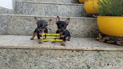 pinscher miniatura filhotes