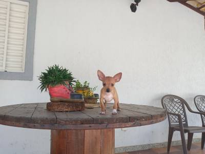 pinscher miniatura filhotes