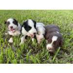 Border Collie OS MELHORES  FILHOTES DE BORDER COLLIE DA INTERNET ESTO AQUI So Paulo So Paulo