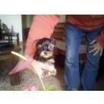 Yorkshire Terrier Yorkshire miniatura fmea