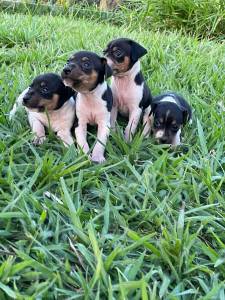 Filhotes de Fox paulistinha terrier brasileiro