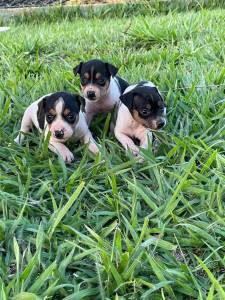 Filhotes de Fox paulistinha terrier brasileiro