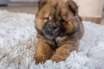 FILHOTE DE CHOW CHOW FMEA DISPONVEL