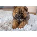 Chow Chow FILHOTE DE CHOW CHOW FMEA DISPONVEL