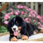 Bernese Mountain Dog Bernese mountain