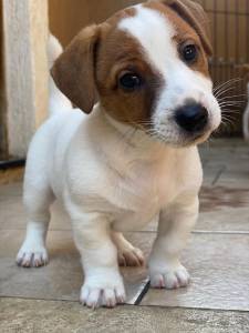 Jack Russel Jack Russel