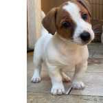 Jack Russel Terrier Jack Russel