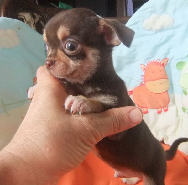 Chihuahua cor chocolate