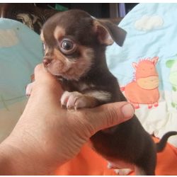 Chihuahua Chihuahua cor chocolate Santarm Cartaxo
