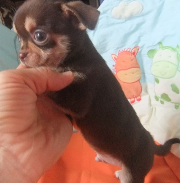 Chihuahua cor chocolate