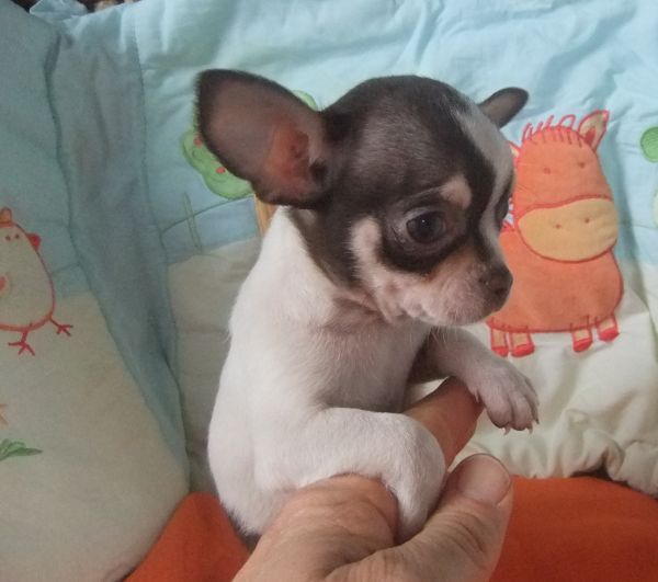 Chihuahua cor chocolate