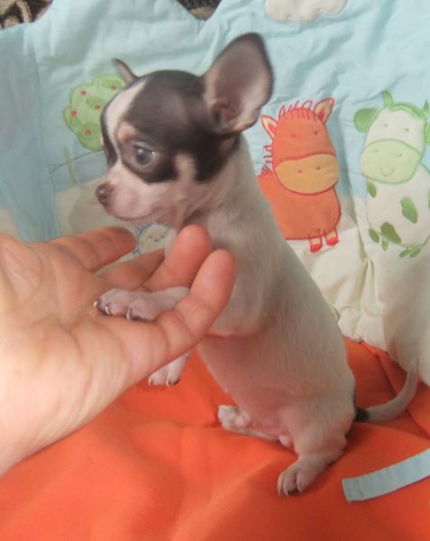 Chihuahua cor chocolate