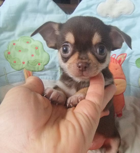 Chihuahua cor chocolate