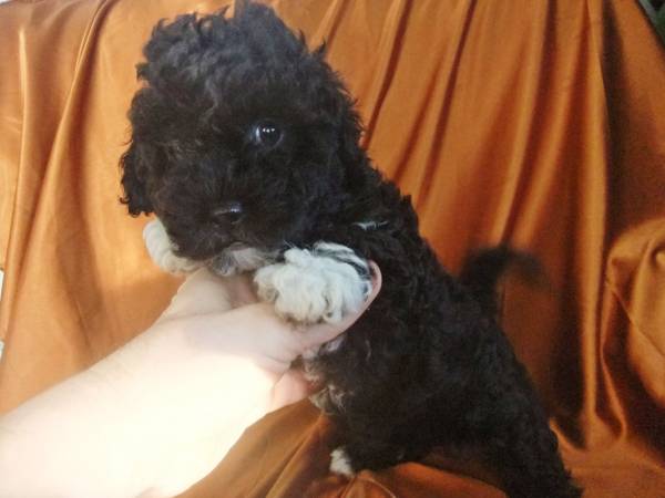caniche toy preto
