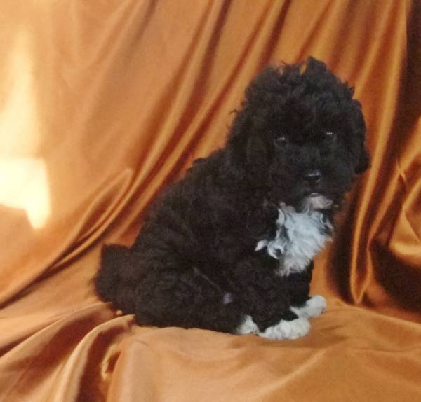 caniche toy preto