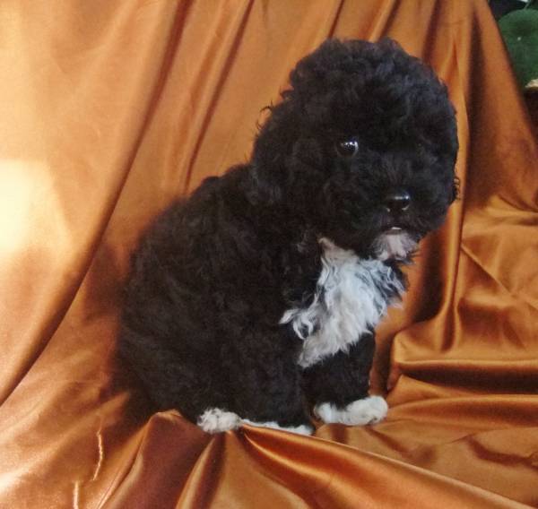 caniche toy 