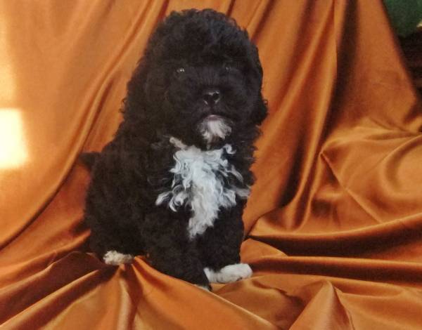 caniche toy 