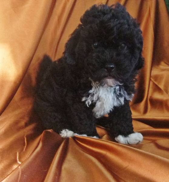 caniche toy 