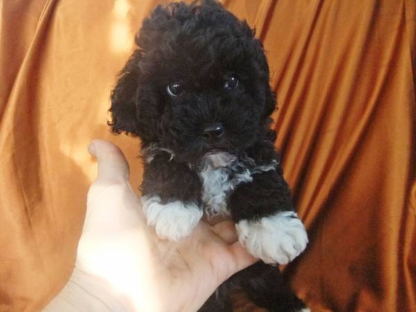 caniche toy 