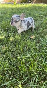 FILHOTES DE BULLDOG FRANCS DISPONVEL