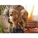 Retriever Do Labrador Labrador retriever