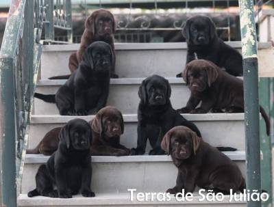 Cachorros - Labrador Retriever 