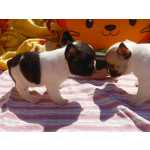 Bulldog Francs Bouledogue Francs com Lop e Afixo Setbal Palmela