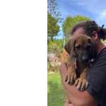 Leo Da Rodsia Sweet female ridgeback puppy Faro Loule