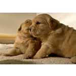 Golden Retriever Excelentes Filhotes de Golden Retriever Pernambuco Recife